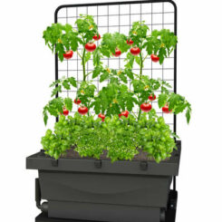 Foodcube - Wicking Garden Bed - Gardenworld