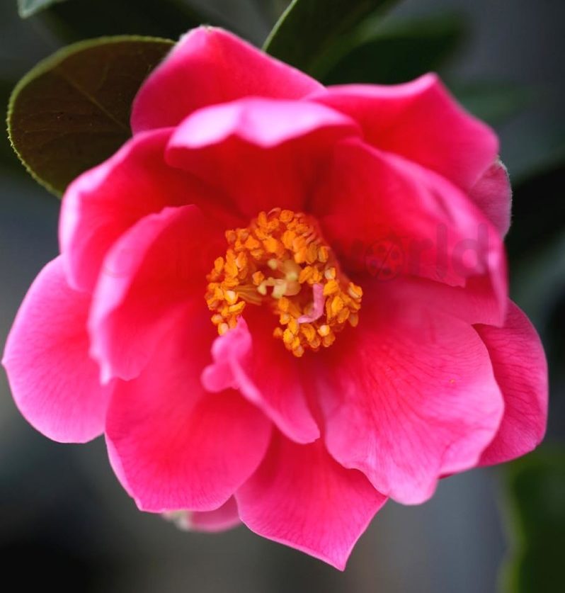 Camellia Illumination - Shade LoverGarden World Nursery