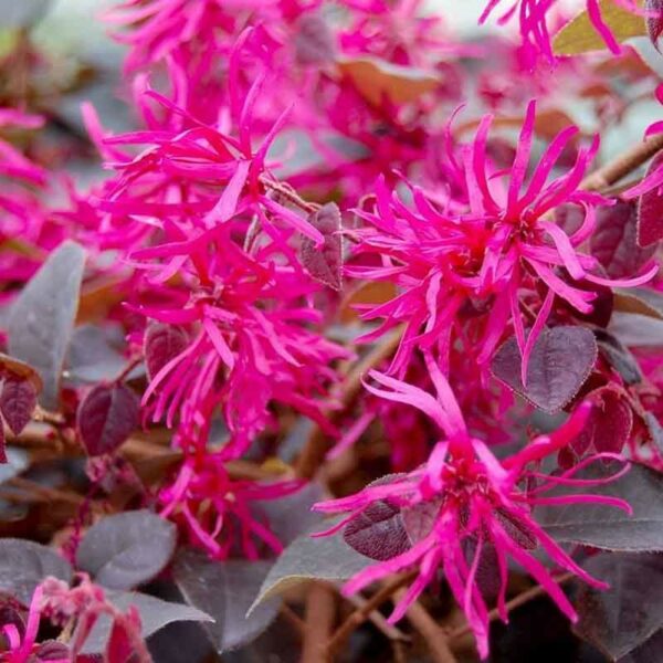 Loropetalum Plum Gorgeous - Shrubs - Garden World Nursery