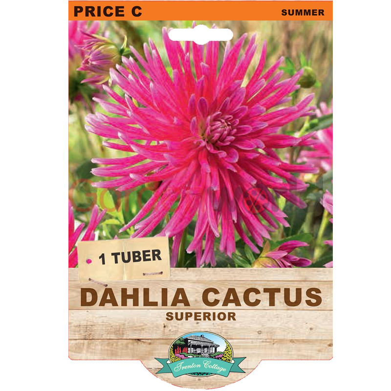 Dahlia Superior - Summer Bulbs - Garden World Nursery