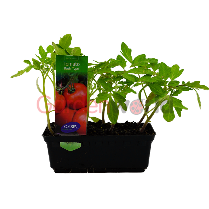 Tomato Bush Type Punnet - Heirloom Tomatoes - Garden World Nursery