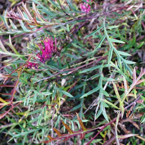 Grevillea Bronze Rambler - Garden World Nursery