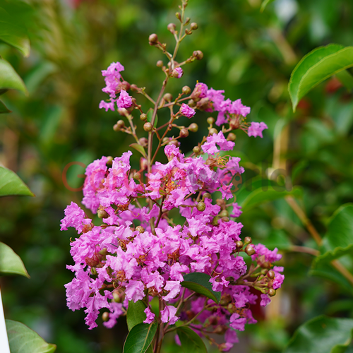 Lagerstroemia Lipan - Ornamental Trees - Garden World Nursery