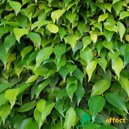 Ficus Flash 30cm - Instant Effect - Garden World Nursery Online