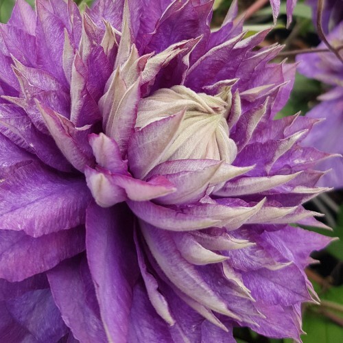 Clematis Belle Of Taranaki 20cm Garden World