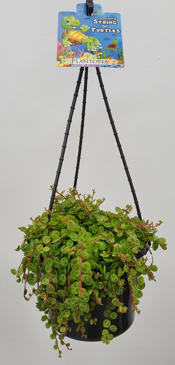 String of Turtles - 15cm Basket - Indoor Plants - Garden World Nursery