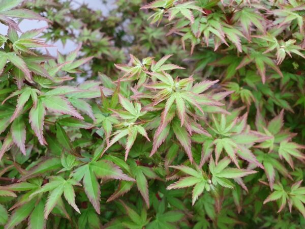 Japanese Maple Murasaki Kiyohime - 50cm - Garden World Nursery