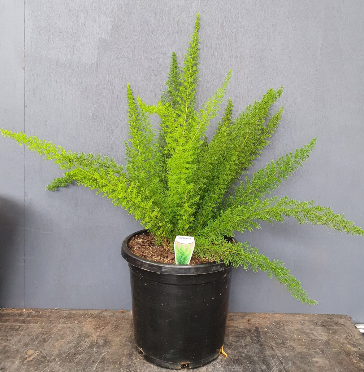 Asparagus meyeri Foxtail Fern - 30cm - Garden World Nursery